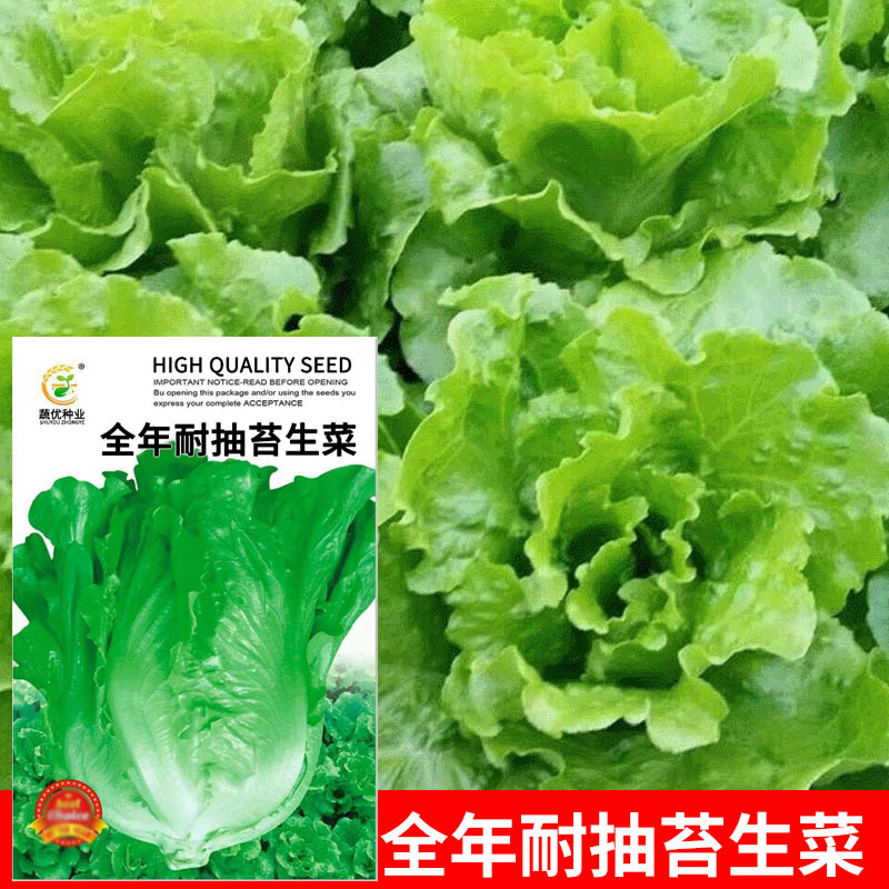 Wholesale garden vegetable seeds year-round bolt-resistant lettuce 7g potted plant balcony yard seeds manufacturer direct supply