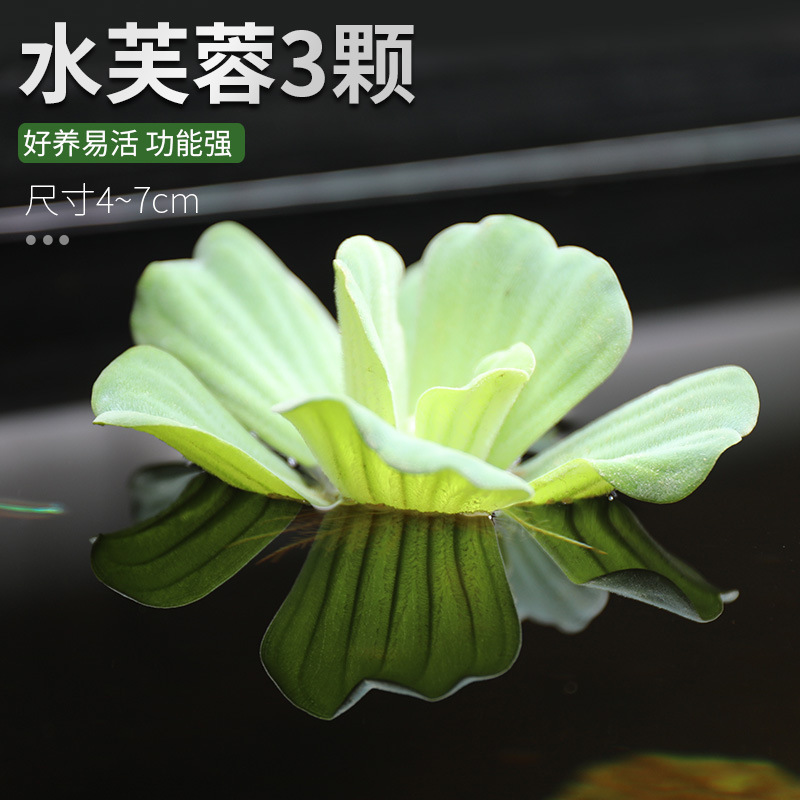 水槽造園パッケージ、水ヤシ、沈木、本物の水、淡水、無土壌植物、酸素化、低パール|undefined
