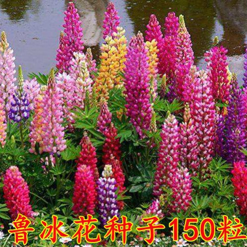 Semillas de flores, plantas en macetas, balcón, jardín, margarita, girasol, lavanda, pétalos dobles, semillas de girasol