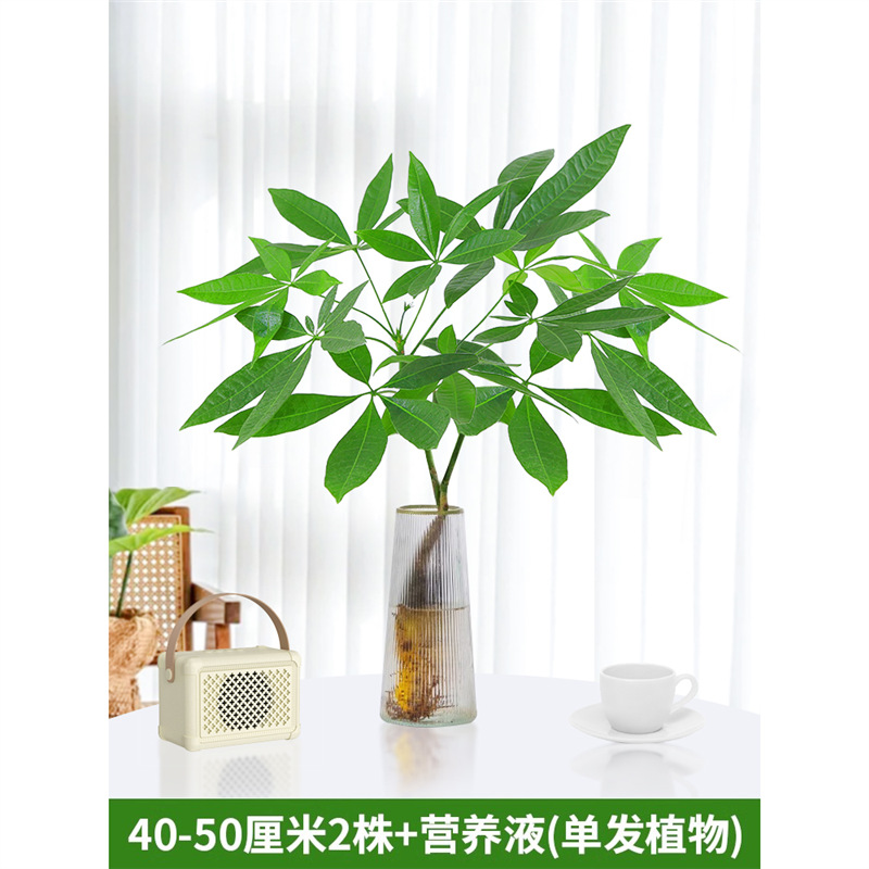 40-50cm 머니트리 [단일식물 2개] 영양액 1팩 포함