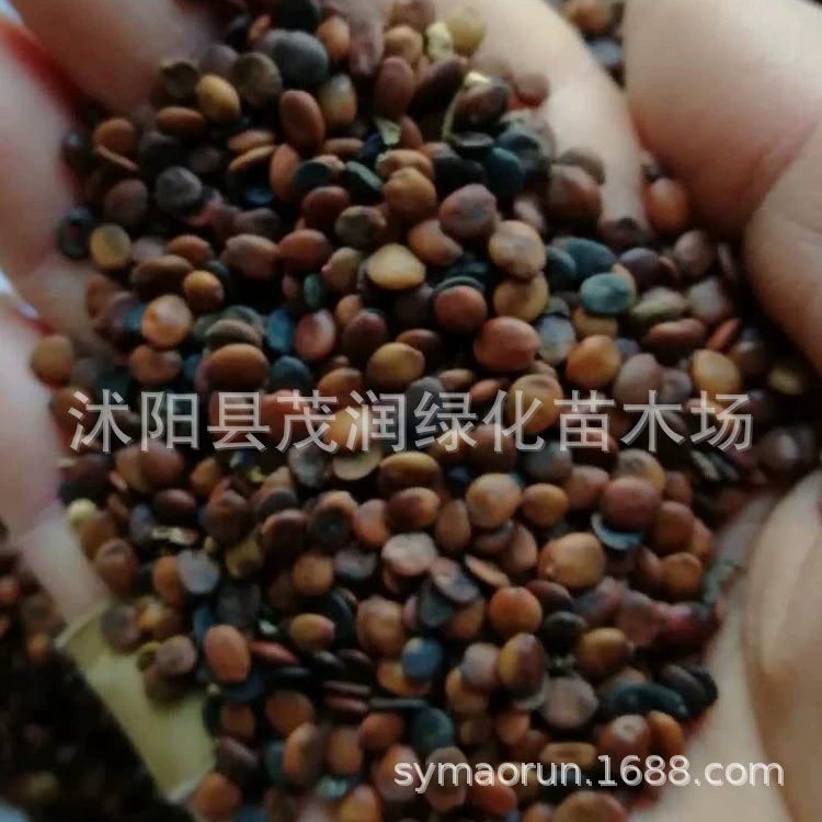 Продайте цветочные зеленые семена рассады в этом году недавно собранные семена рассады деревьев баухинии за кошку 29 юаней Большая скидка