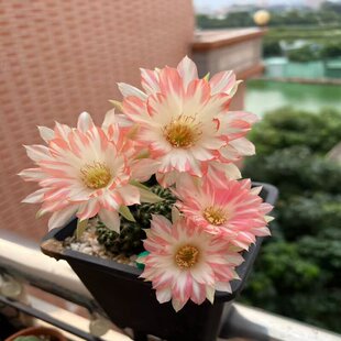 �_�������������ƶ���ֲ��󻨲ʲ��҃����̨�����m���Gֲ�B��