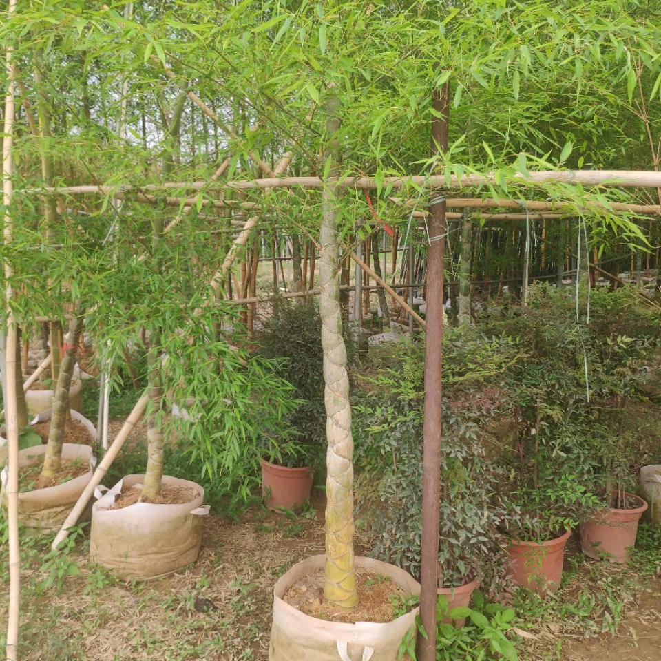 203 Поставка черепахи бамбуковая чешуя дракона бамбуковая лапша бамбуковая черепаха бамбуковая бамбуковая сумка саженцы контейнера 5-8 см декоративный бамбук