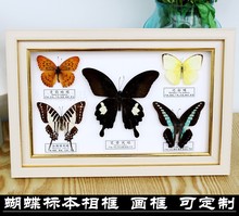 新品2件包邮蝴蝶昆虫标本装饰相框家居工艺摆件纪念礼品画框1