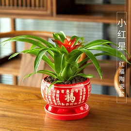 鸿运当头卧室内花卉盆栽红星办公桌阳台客厅凤梨春季冬季观花植物