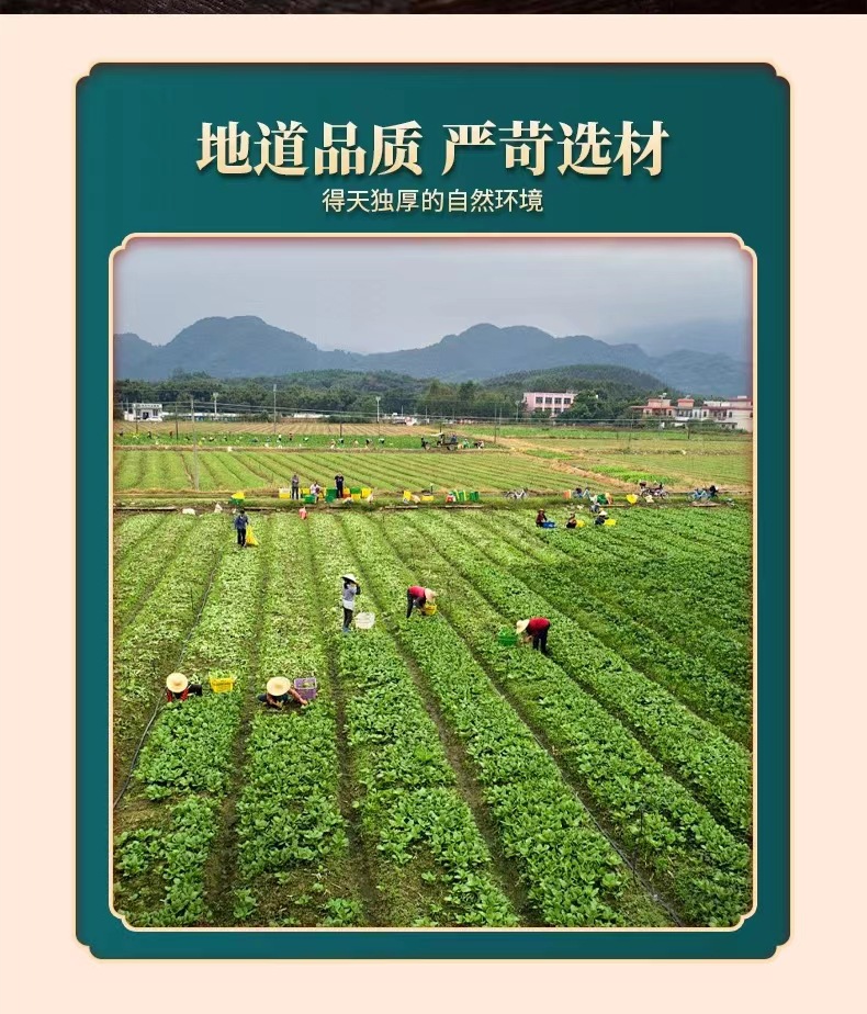Dried Mistletoe Herb Sang Ji Sheng 500g Traditional Chinese Herbal Tea and Decoction Ingredient overview