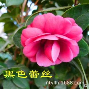 �����軨��ɫ�ٽz������ɫ2̖ɽ�軨�������Կ͏d�̨ͥԺ���B��