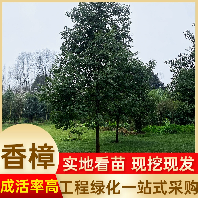 Камфорные саженцы Сычуань, городское озеленение, ландшафтные деревья, крупная инженерная база по озеленению, оптовая продажа, камфора с крупными и мелкими листьями