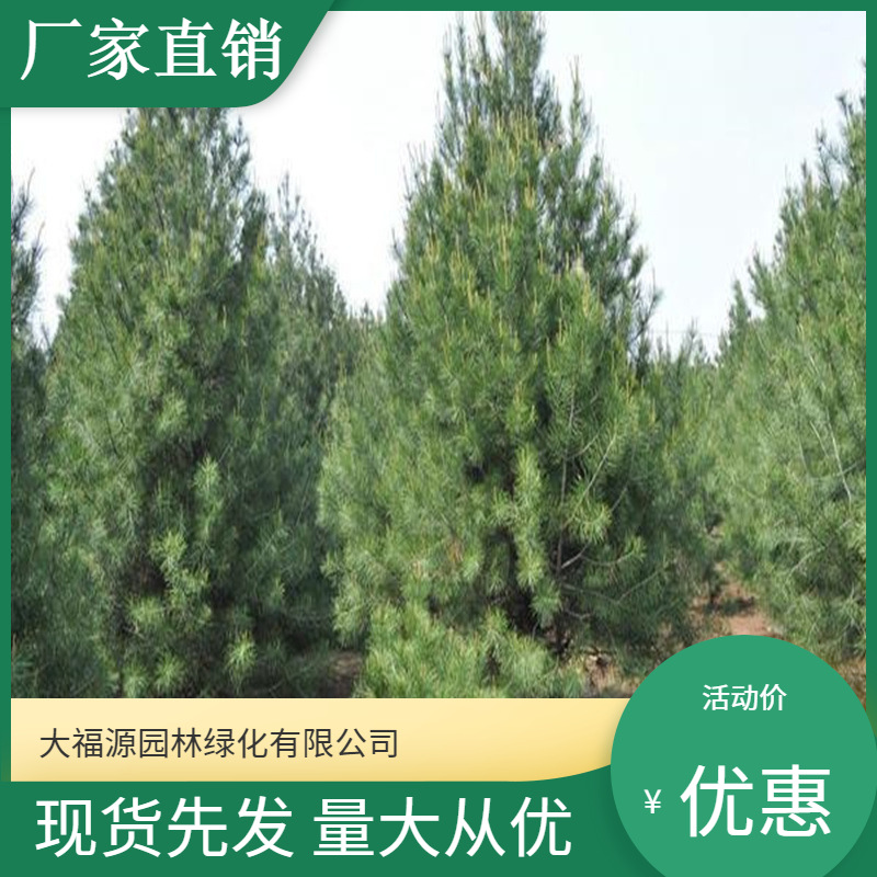 【基地批发】 量大优惠白皮松景松 绿化工程松树批发规格齐全