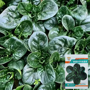 ���l�ڈA�~ſ�ز��˷N�Ӵ�С���~�������L�ٶȿ��ͺ�Խ���߲˷N��