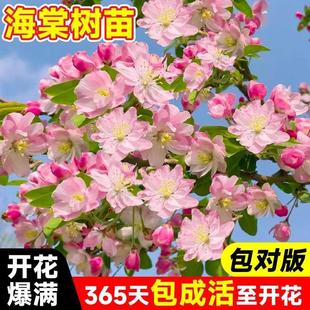 �������Ļ��������ļ����z��������ͥԺ���͸ߗU�L�������ֲ��