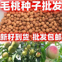 ë�ҷN���·N���Ҙ�N��ë�Һ˷N�Ӵ��춬�첥�N�����ѿ