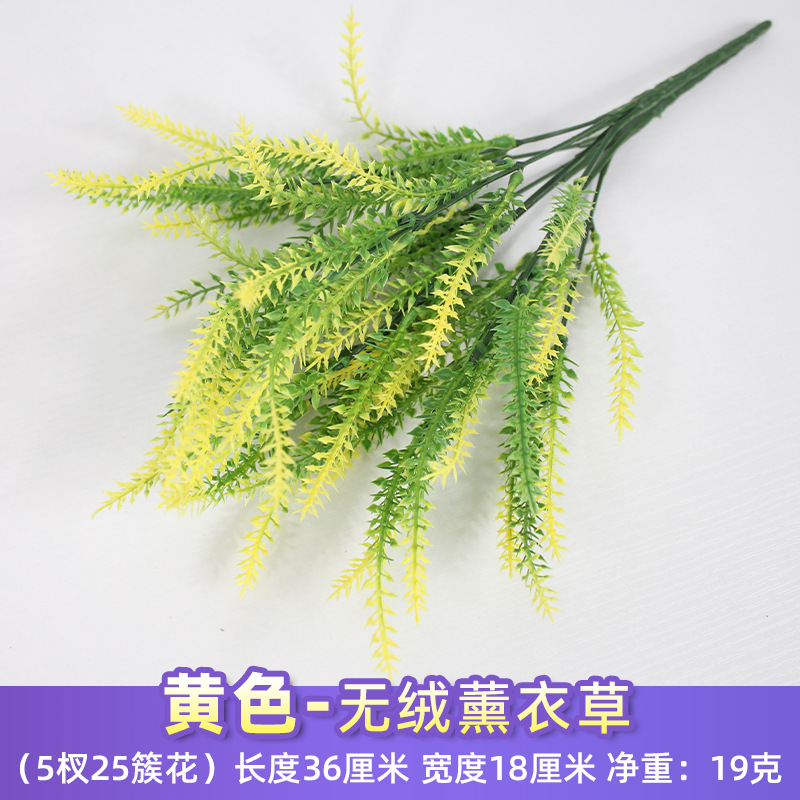 Lavanda amarilla sin pelusa