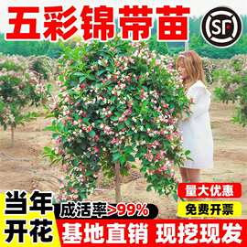 五彩锦带花树苗耐寒耐旱庭院地栽花卉苗木红王子锦带花苗灌木植物
