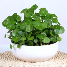 �~�X��ˮ������ֲ���҃�С�Gֲ����ˮ�B���X����ˮ���ļ����B�׻�