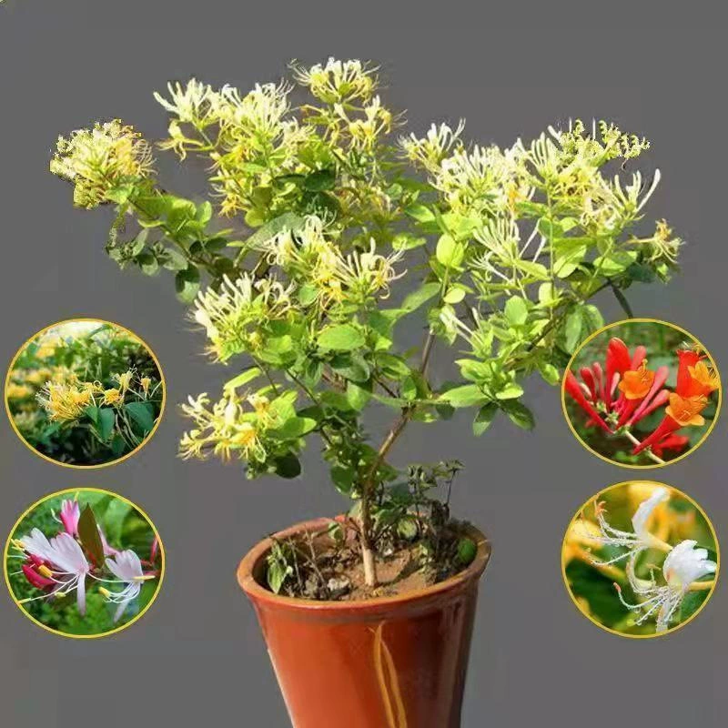 Морозостойкий саженец жимолости Горшечное растение зеленое растение в помещении ароматный балкон двор бриофит вьющееся растение бесплатная доставка