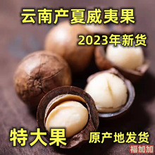 2023年新货云南大理产原味奶香味特大坚果孕妇零食坚果夏威夷果