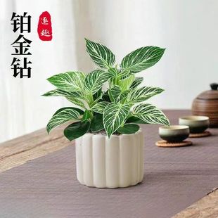 �K���ˮ��ֲ�������҃ȿ͏d���B�����k���������ļ��Gֲ��ĳȩ