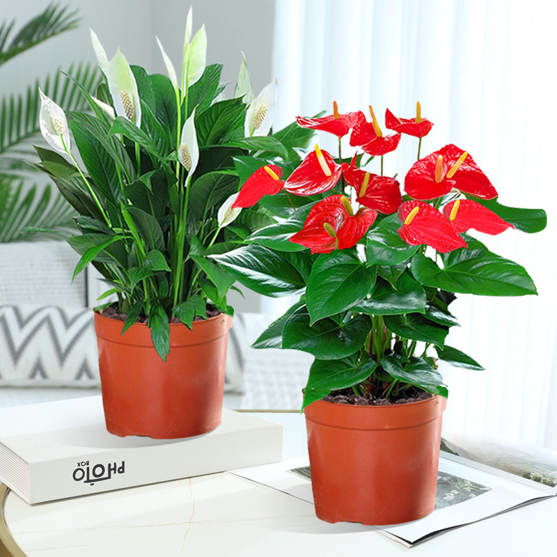 특급 안스리움 + 특급 화이트 팜 + 오리지널 흙냄비 + 영양액