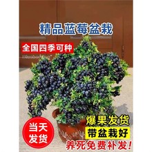 �{ݮ��������Ԏ���������҃��̨�ͺ��ϱ������ԷNֲ�ļ��Y��