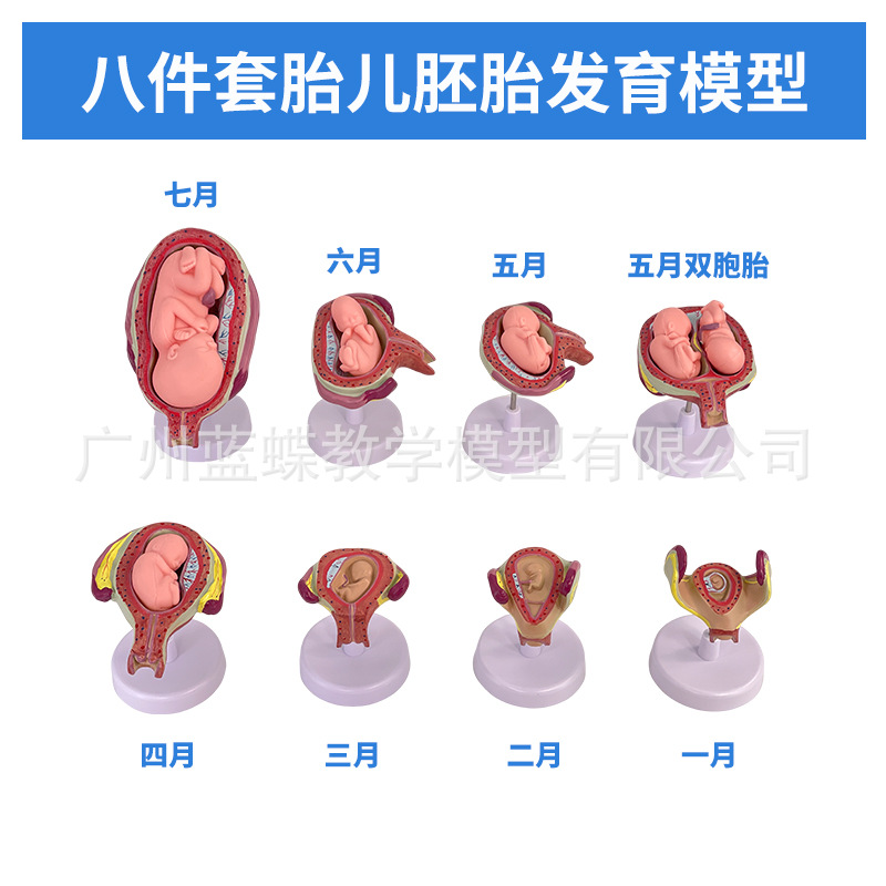 ������̥�γ�̥�����﷢�����̸������ӹ����ʸ��׼���չ��ѧģ��