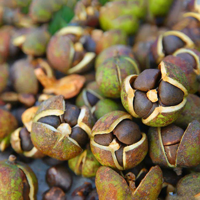 油茶种子 大果红花油茶种子 白花油茶 茶花山茶 茶树种子油茶树籽