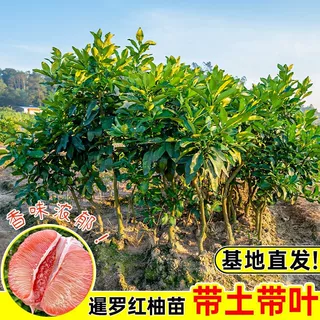 基地直发正品暹罗红柚正宗嫁接红皮红心柚子蜜柚香水红柚树苗