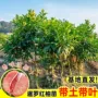直发基地嫁接正品树苗