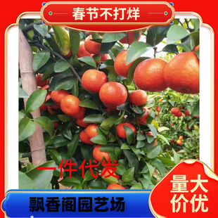 �������Ә�|���t�������������ǽ������o�t���������ͥԺ������