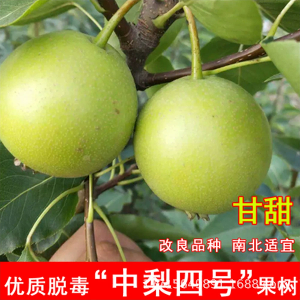 Ранняя хрустящая красная груша Плоды Рассада Четыре сезона Рассада Прививка Груша Рассада Горшок Посадка Южная и Северная Посадка Плодоносность Рассада года