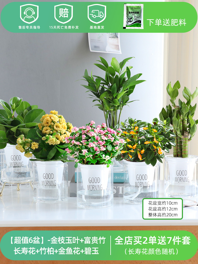 [가성비 6화분] 황금가지와 옥잎 + 행운죽 + 장수꽃 + 대나무와 편백 + 금붕어꽃 + 벽옥 (무료비료)