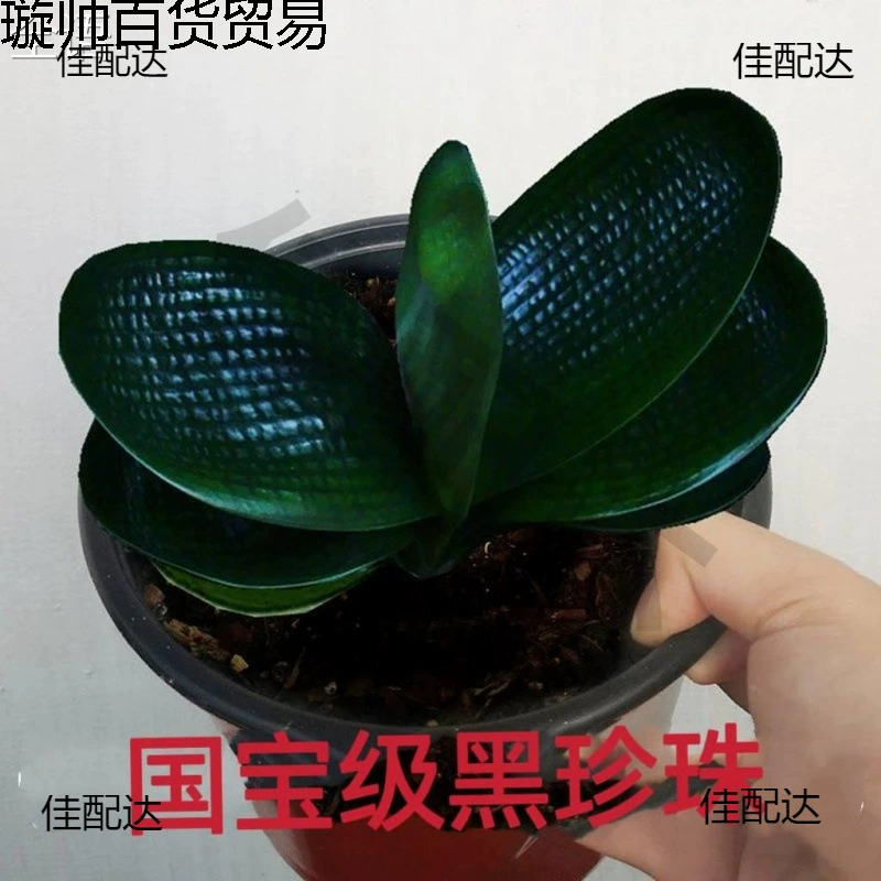 Флагманский магазин Clivia премиум-саженец с отличительной текстурой, широкими листьями жемчужного короля, короткими листьями, круглой головкой монаха, драгоценный и высококачественный.