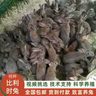 散养兔低成本繁殖快比利时肉兔兔苗养兔效益分析杂交野兔包活-阿里巴巴