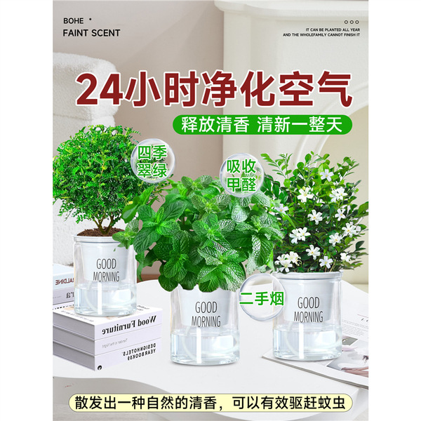 Mint Potted Mosquito Repellent Edible Lemon Mint Leaf Hydroponic…