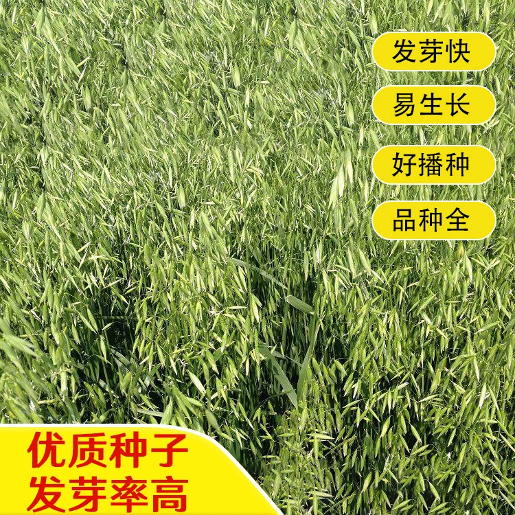 Овсяные семена оптом, семена кошачьей травы, зерновые кормовые семена — питательные, высокого качества, по низкой цене и имеют высокую всхожесть.