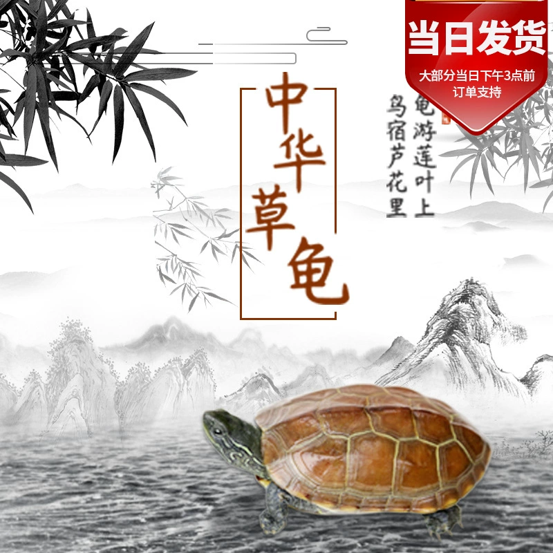 Китайская травяная черепаха, маленькая черепаха, живое животное, долгоживущая черепаха из пруда, декоративная черепаха для домашнего содержания, черепаха с золотой линией, черная черепаха, черепаха-яйцо