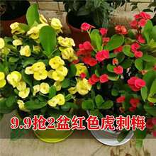虎刺梅铁海棠花盆栽好养四季开花的花卉植物室内花办公室客厅绿植