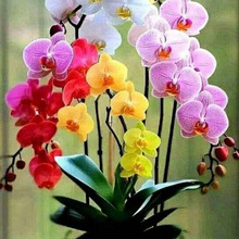 I 19046 New Design ���uͨ�¿�W������羳؛Դ