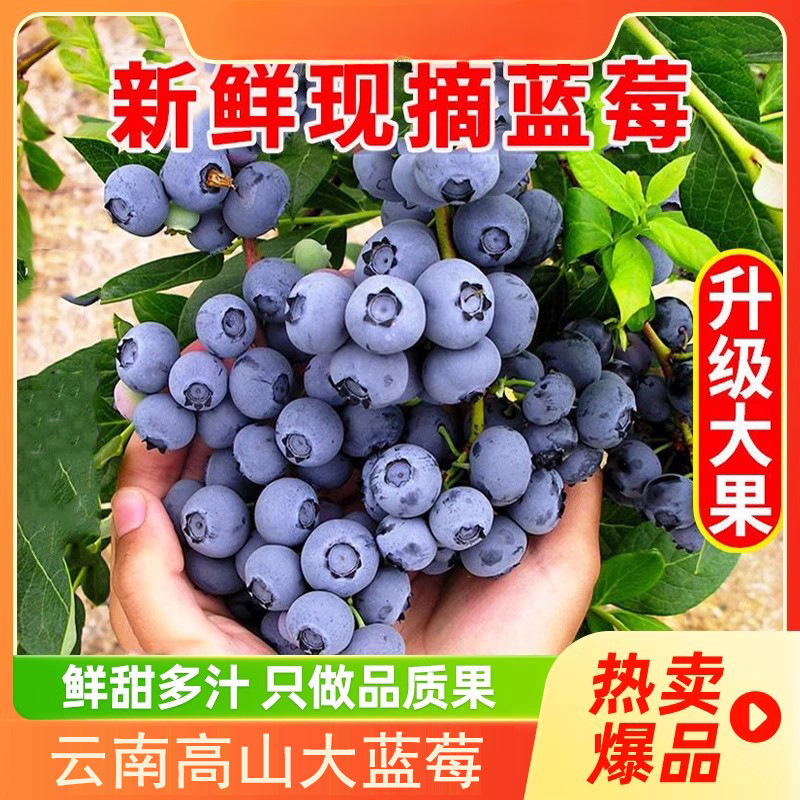 Yunnan Mountain Flower Highbush Blueberry Fresh Fruit Seasonal Fruit Branch L25 Whole Extra Large Fruit 15mm+ SF Express Free Shipping