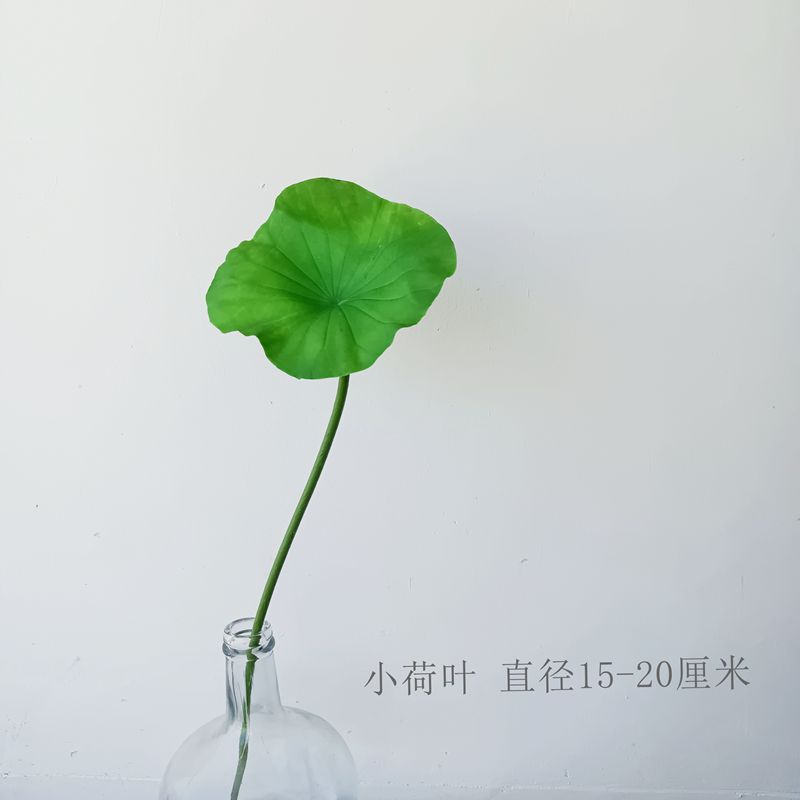 연꽃 잎 스몰 사이즈