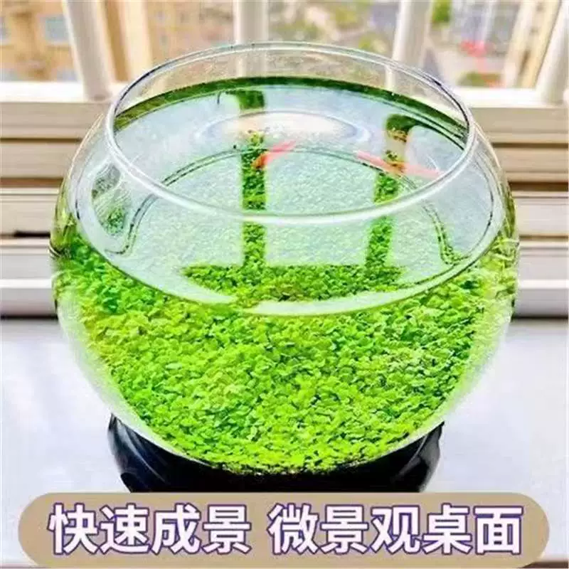 [水草种子水族生态增氧造景水族四季种植鱼缸小型家用小对叶]