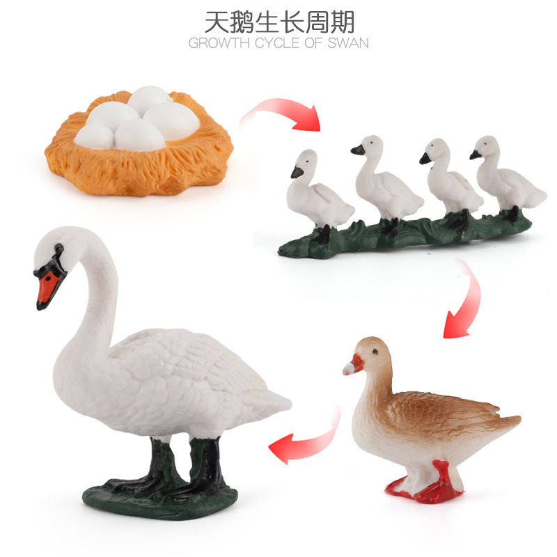 Ciencia y educación transfronterizas para niños Simulación cognitiva Ciclo de crecimiento de plantas y animales Juguetes Gallo Gallo modelo de cisne blanco y negro