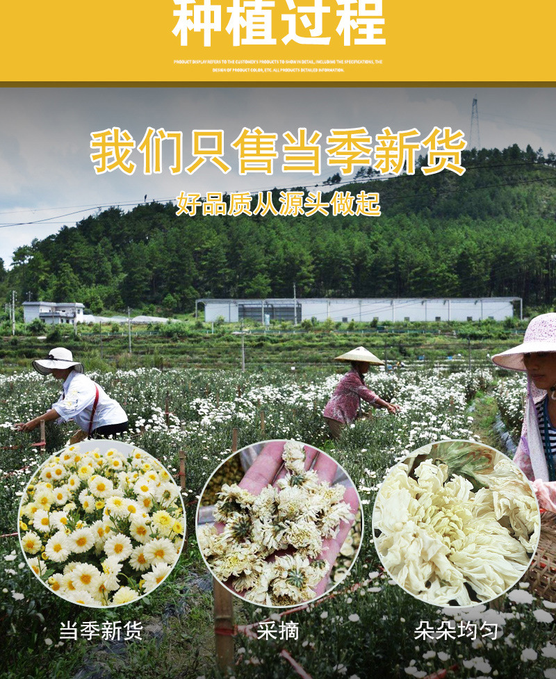 Huangshan Gong Ju Chrysanthemum (Chrysanthemum morifolium) — Dried White Flower Tea, 500g preparation