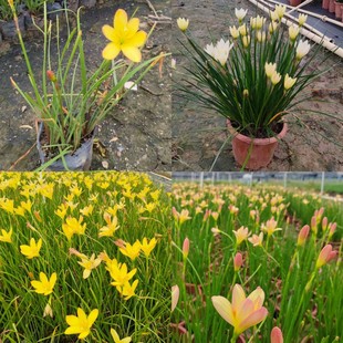 Imported Yellow Flower Onion Orchid, King Leek Orchid Base Wholesale