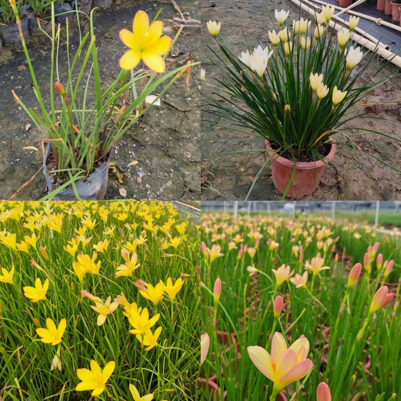 Желтый цветок лук орхидея импортная ветро- и дождевая орхидея король лук орхидея оптом