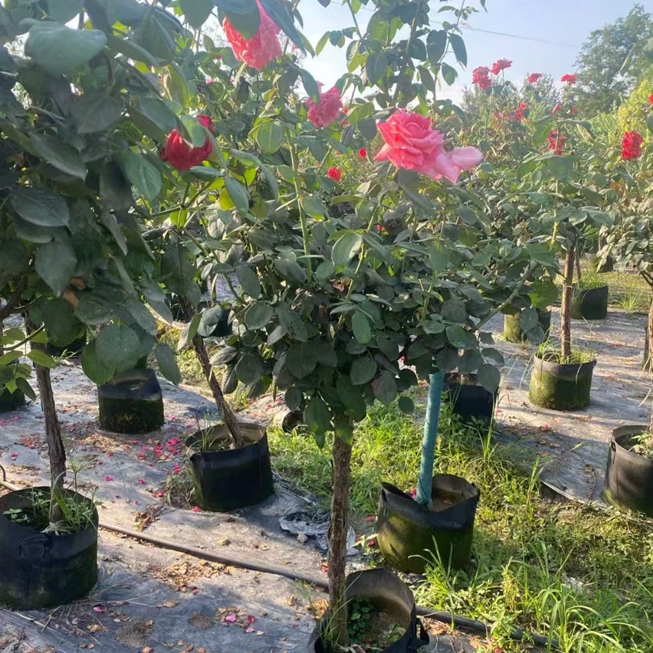 棒棒糖月季 玫瑰盆栽 花境开花盆栽 家庭园艺私家花园种植植物