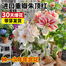 荷兰进口重瓣朱顶红进口大种球耐寒冻不死好养活室内阳台花卉盆栽