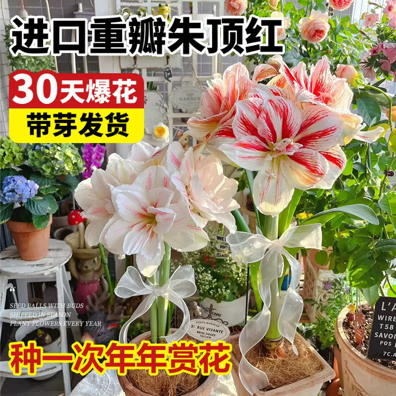 荷兰进口重瓣朱顶红进口大种球耐寒冻不死好养活室内阳台花卉盆栽