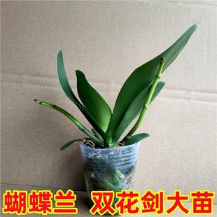 �p���������m�����m�����玧�����������͏d�����҃Ȼ����B�׳ɻ�
