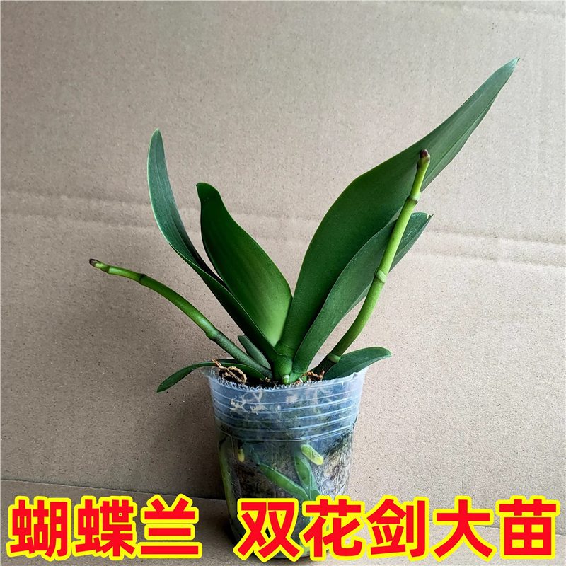 Double Flower Sword Orchid Potted Orchid Seedlings with Flower Sword and Flower Buds Living Room Flower Seedlings Indoor Flowers Are Easy to Grow and Survive Double Flower Sword Orchid Potted Orchid Seedlings with Flower Sword and Flower Buds Living Room Flower Seedlings Indoor Flowers Are Easy to Grow and Survive